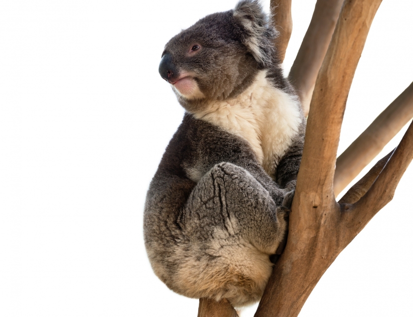 Australian koala bear isolated with copyspace for slogan or text message